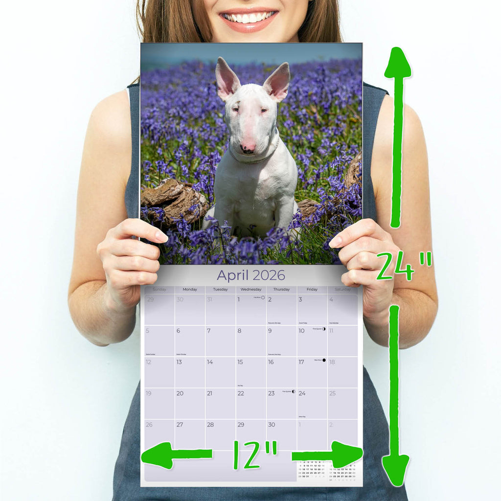 Bull Terrier Wall Calendar 2026