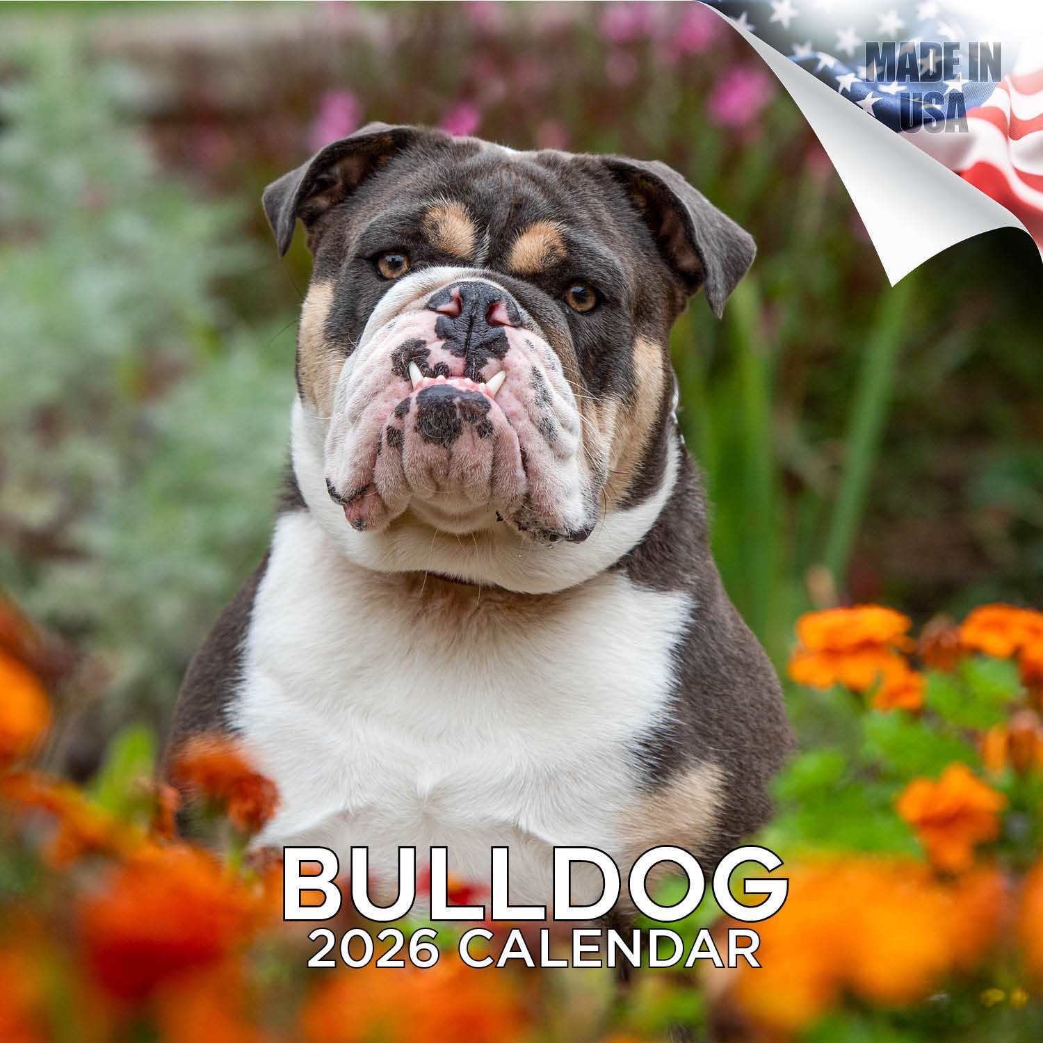 Bulldog Wall Calendar 2026