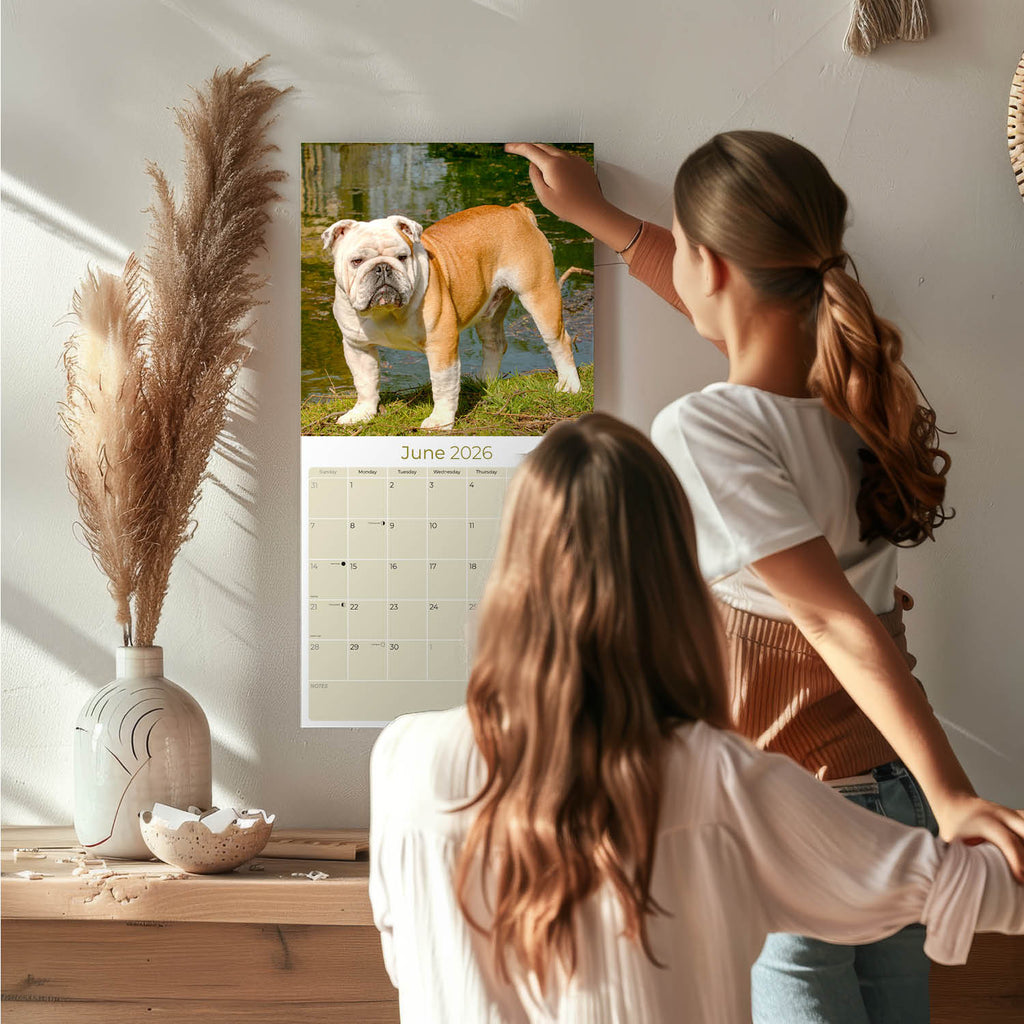 Bulldog Wall Calendar 2026