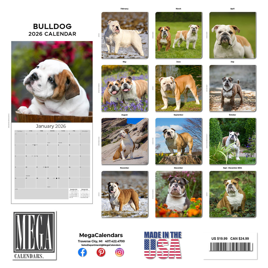 Bulldog Wall Calendar 2026