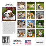 Bulldog Wall Calendar 2026