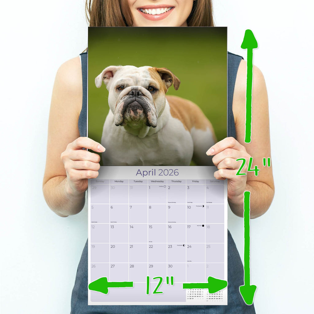 Bulldog Wall Calendar 2026