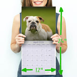 Bulldog Wall Calendar 2026
