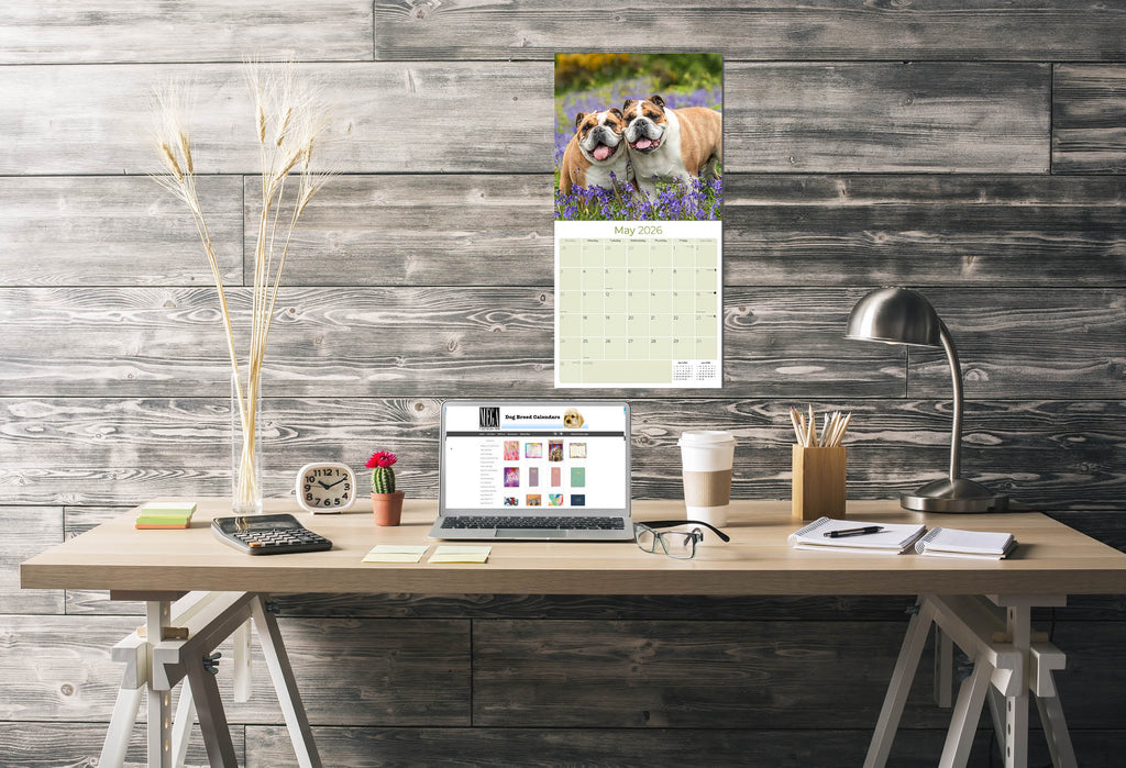 Bulldog Wall Calendar 2026