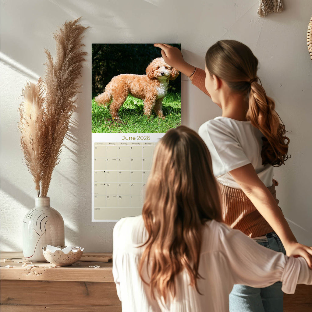 Cavapoo Calendar 2026