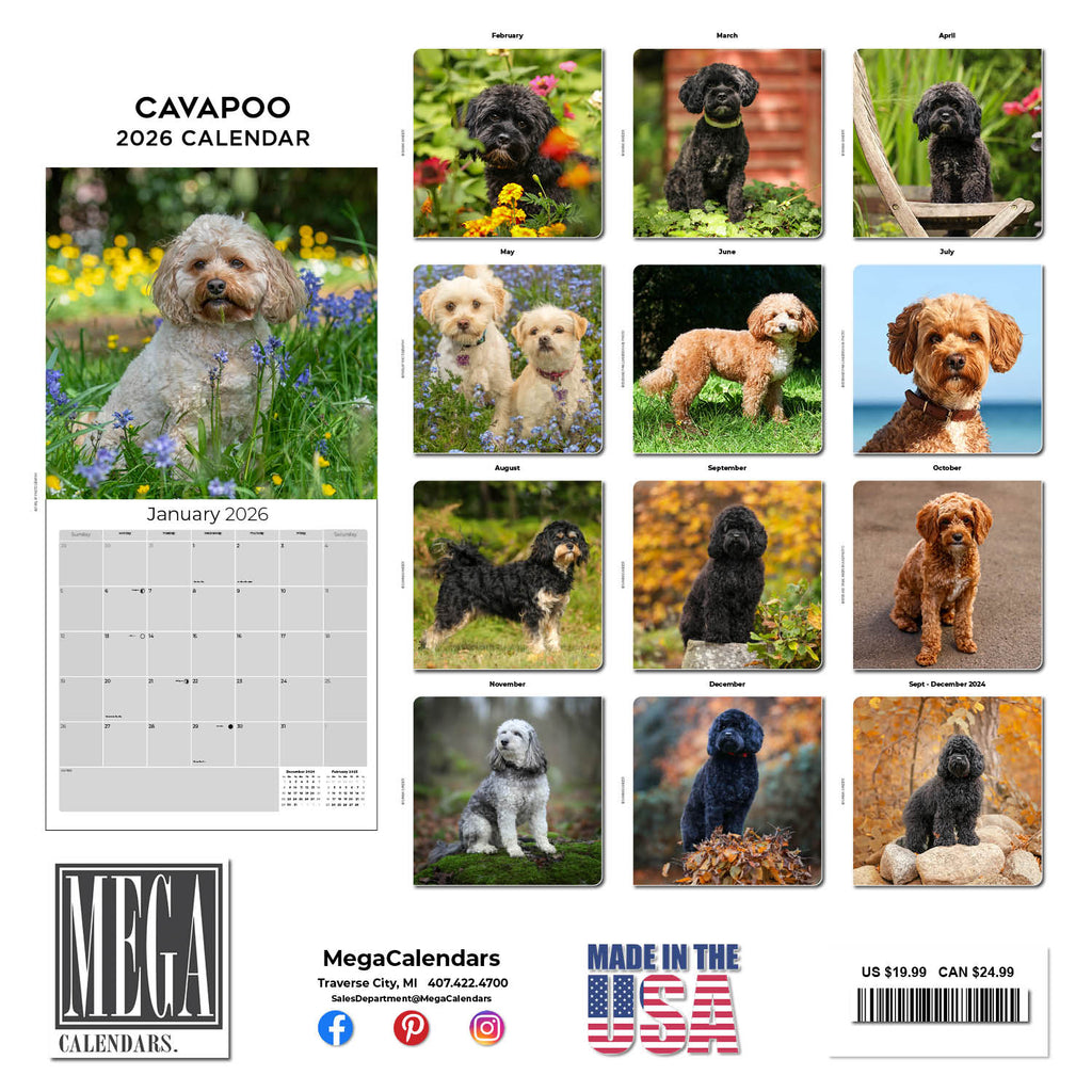 Cavapoo Calendar 2026
