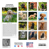Cavapoo Calendar 2026