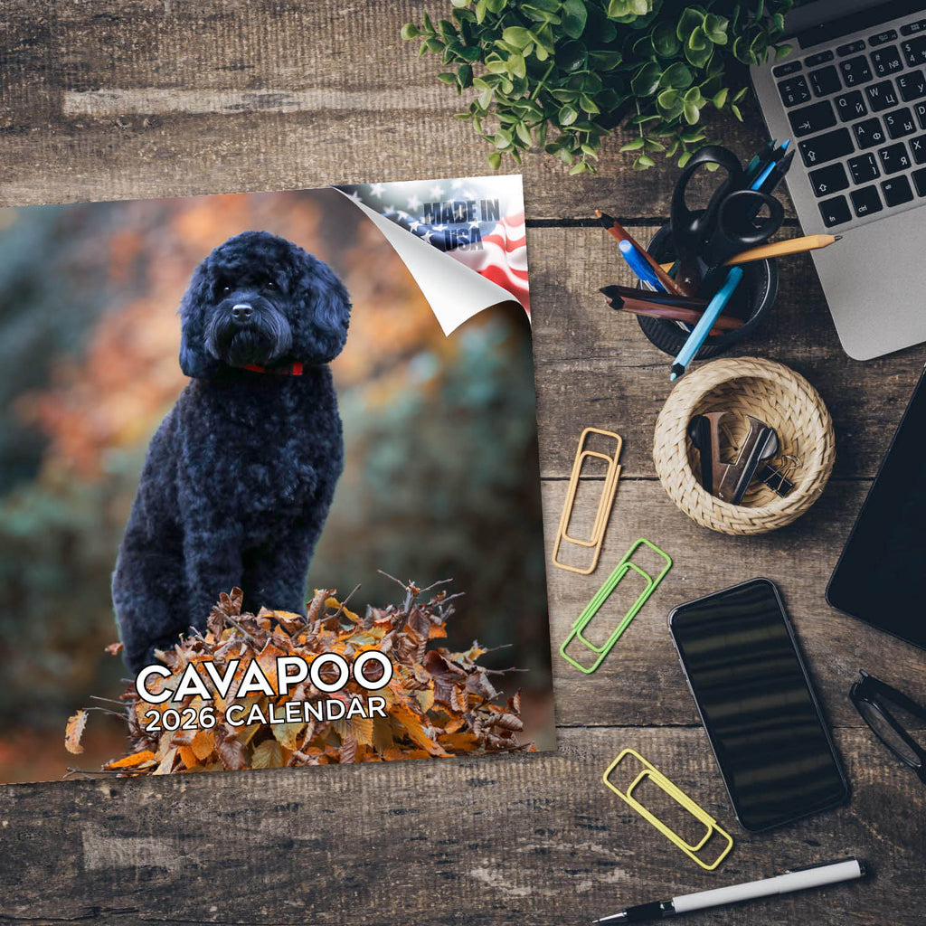 Cavapoo Calendar 2026