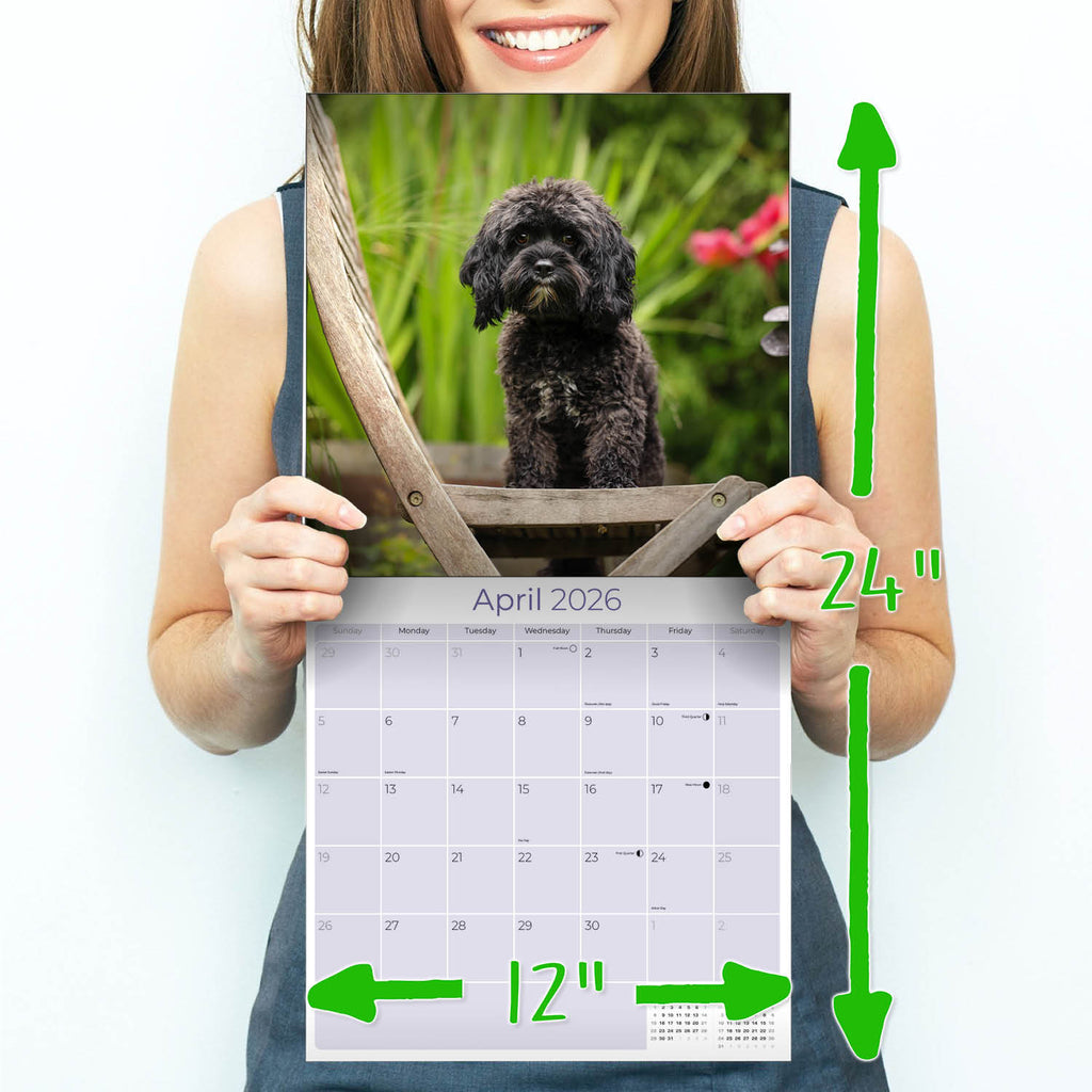 Cavapoo Calendar 2026