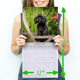Cavapoo Calendar 2026