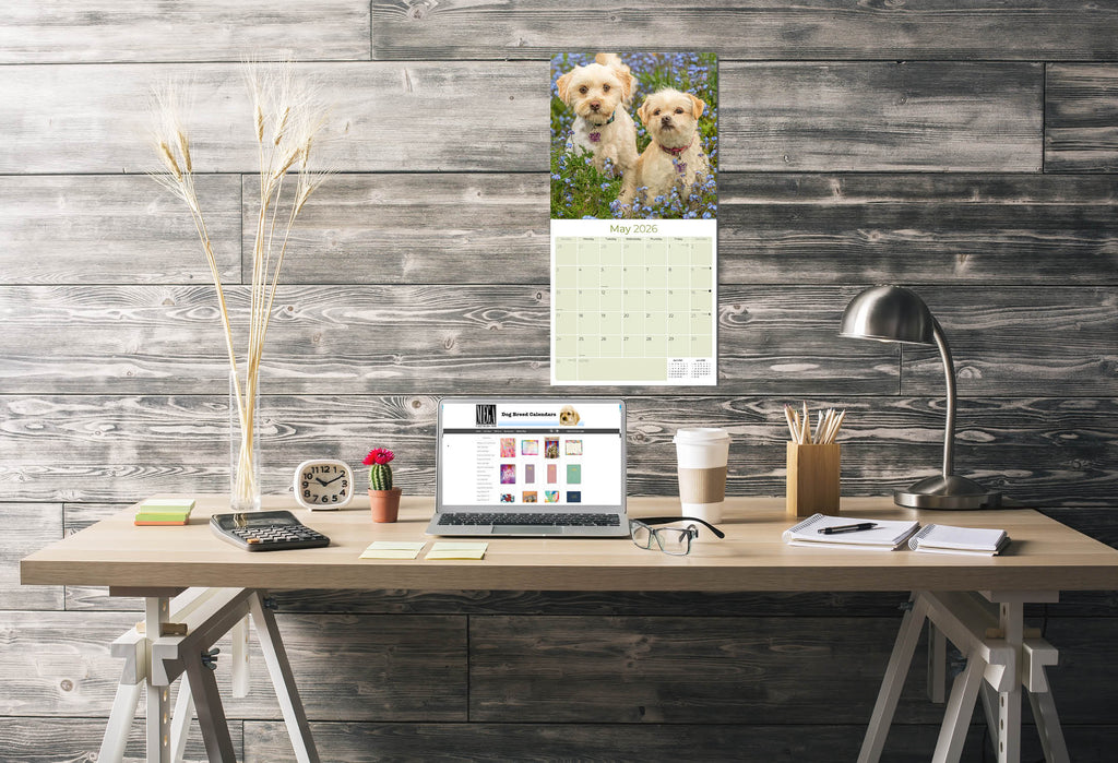Cavapoo Calendar 2026