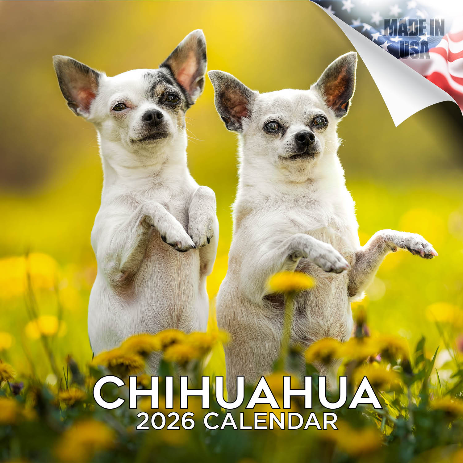 Chihuahua Wall Calendar 2026