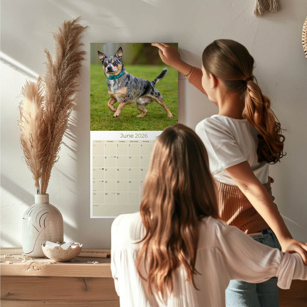 Chihuahua Wall Calendar 2026