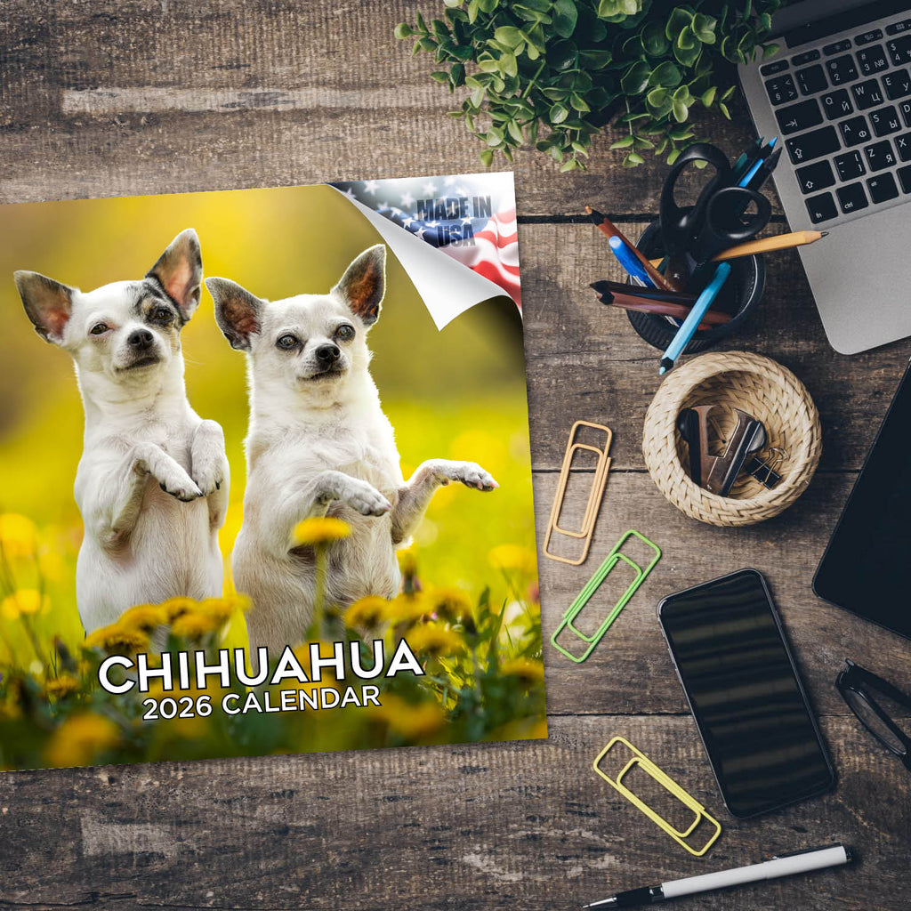 Chihuahua Wall Calendar 2026