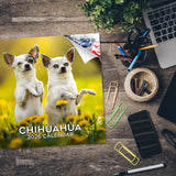 Chihuahua Wall Calendar 2026