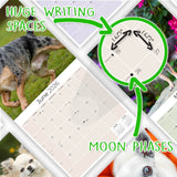 Chihuahua Wall Calendar 2026