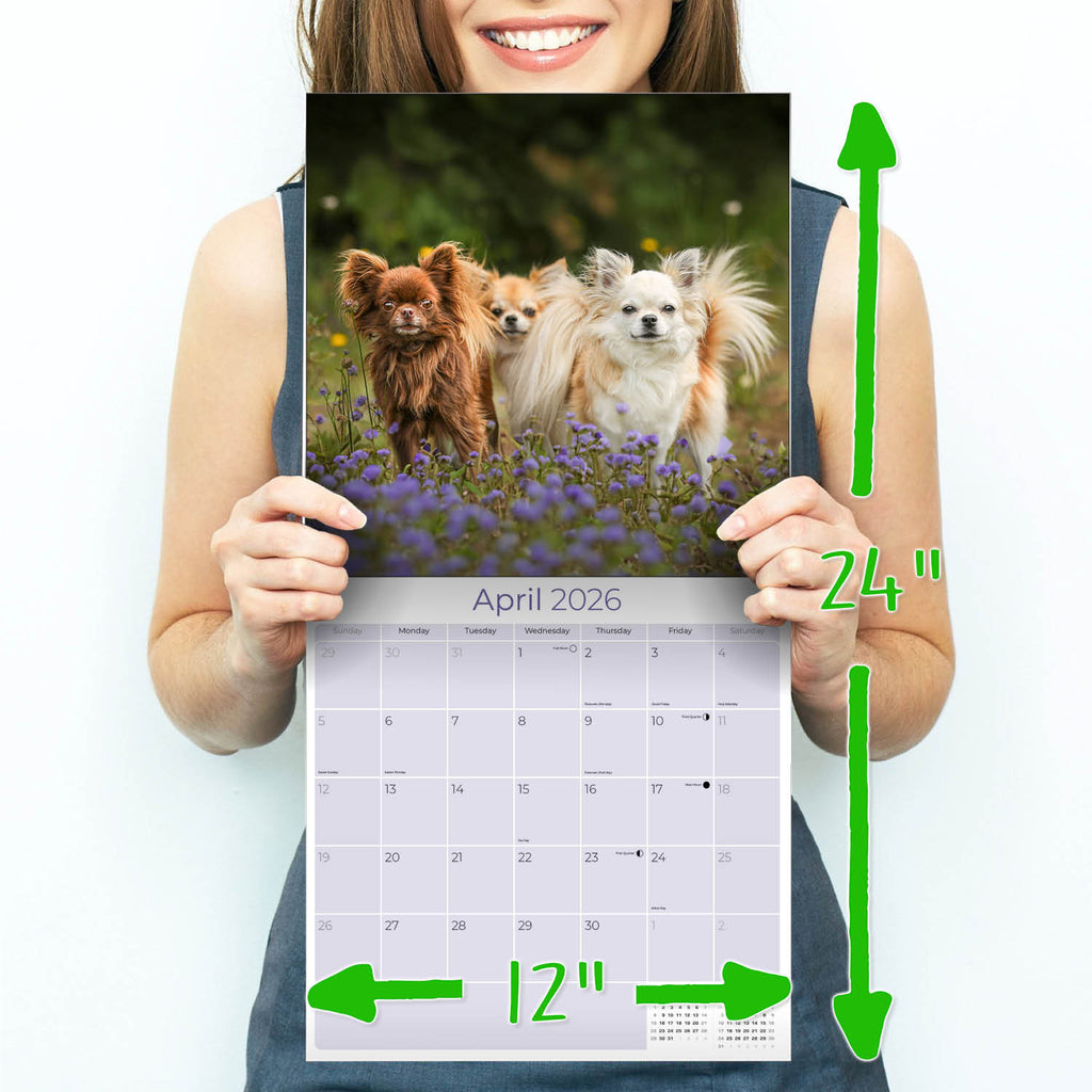 Chihuahua Wall Calendar 2026