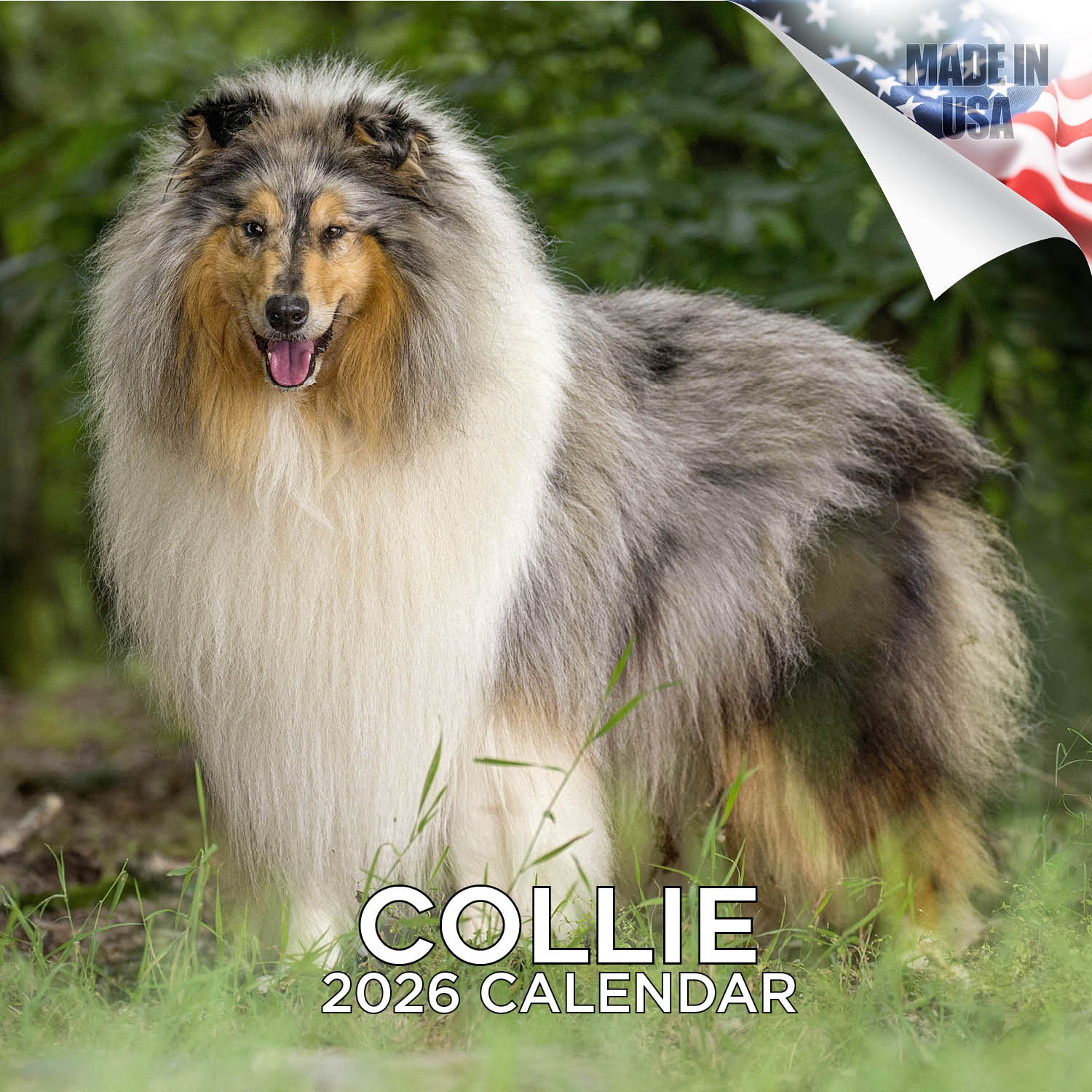 Collie Wall Calendar 2026