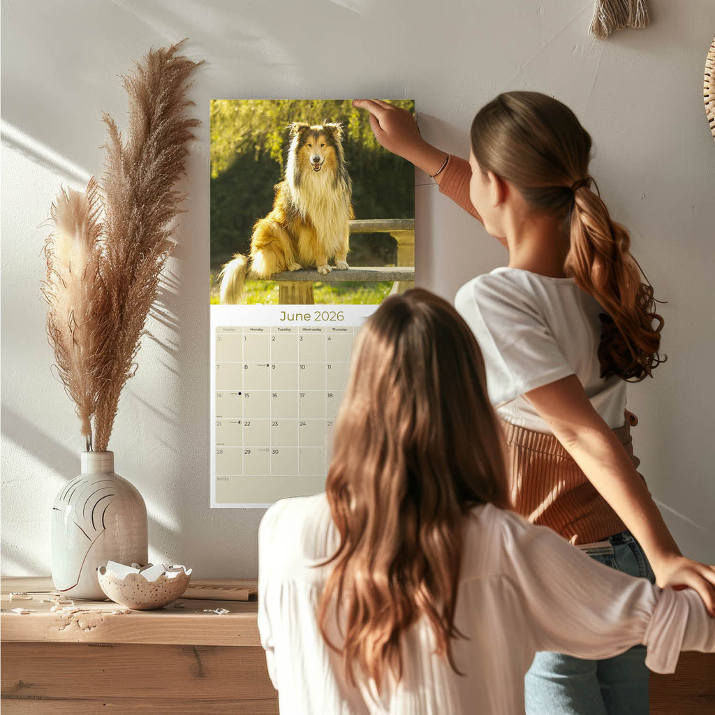 Collie Wall Calendar 2026