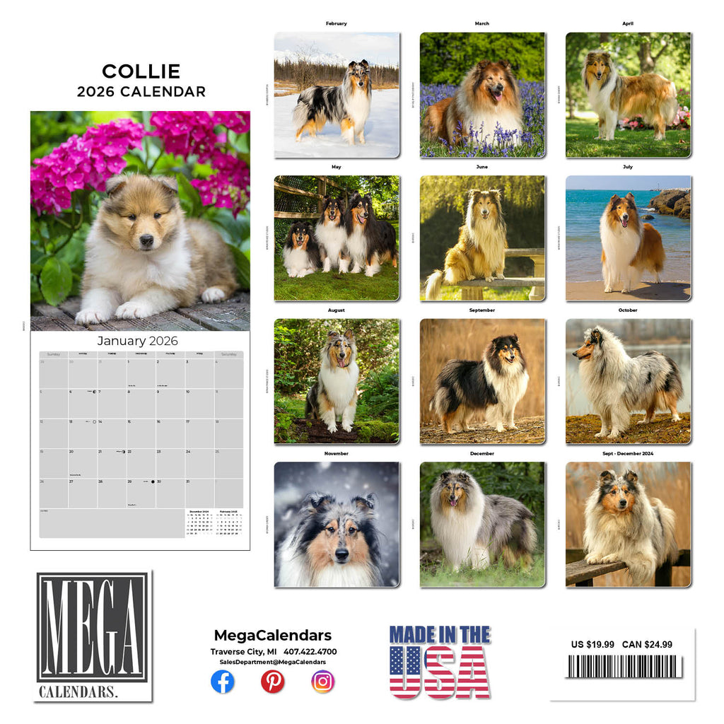 Collie Wall Calendar 2026