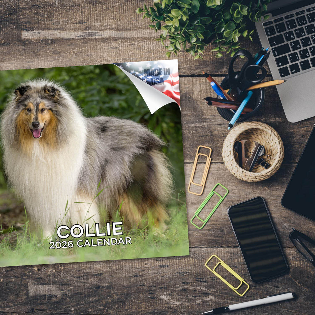 Collie Wall Calendar 2026