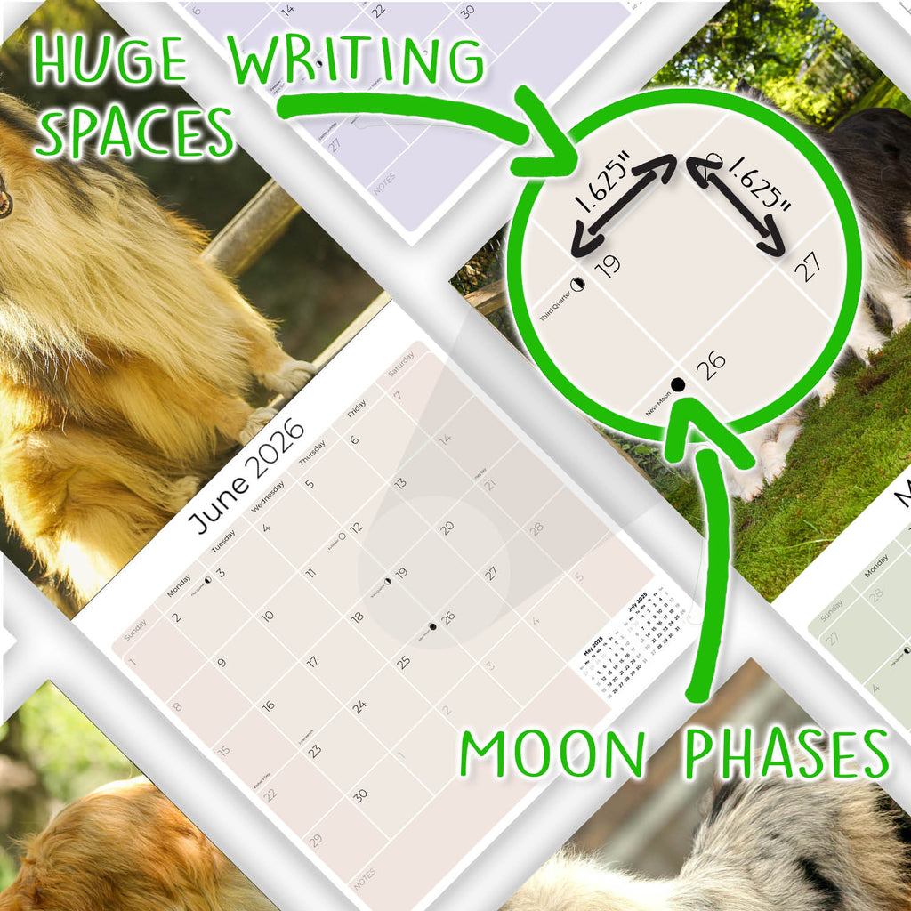 Collie Wall Calendar 2026