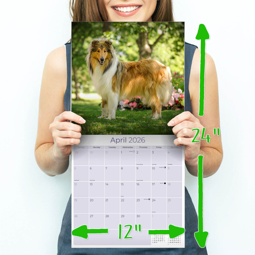 Collie Wall Calendar 2026