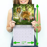 Collie Wall Calendar 2026