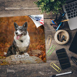 Corgi Wall Calendar 2026