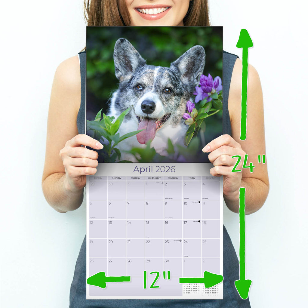 Corgi Wall Calendar 2026