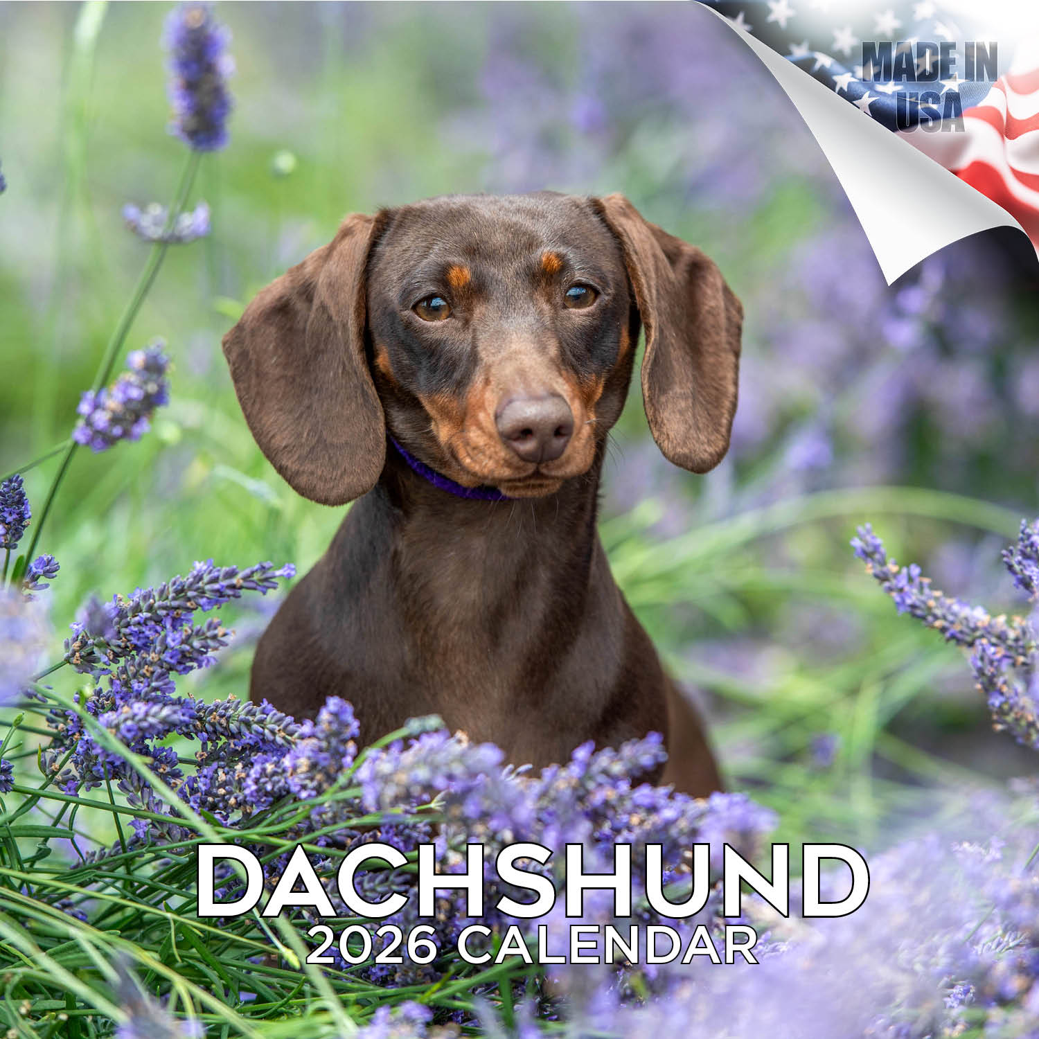 Dachshund Wall Calendar 2026