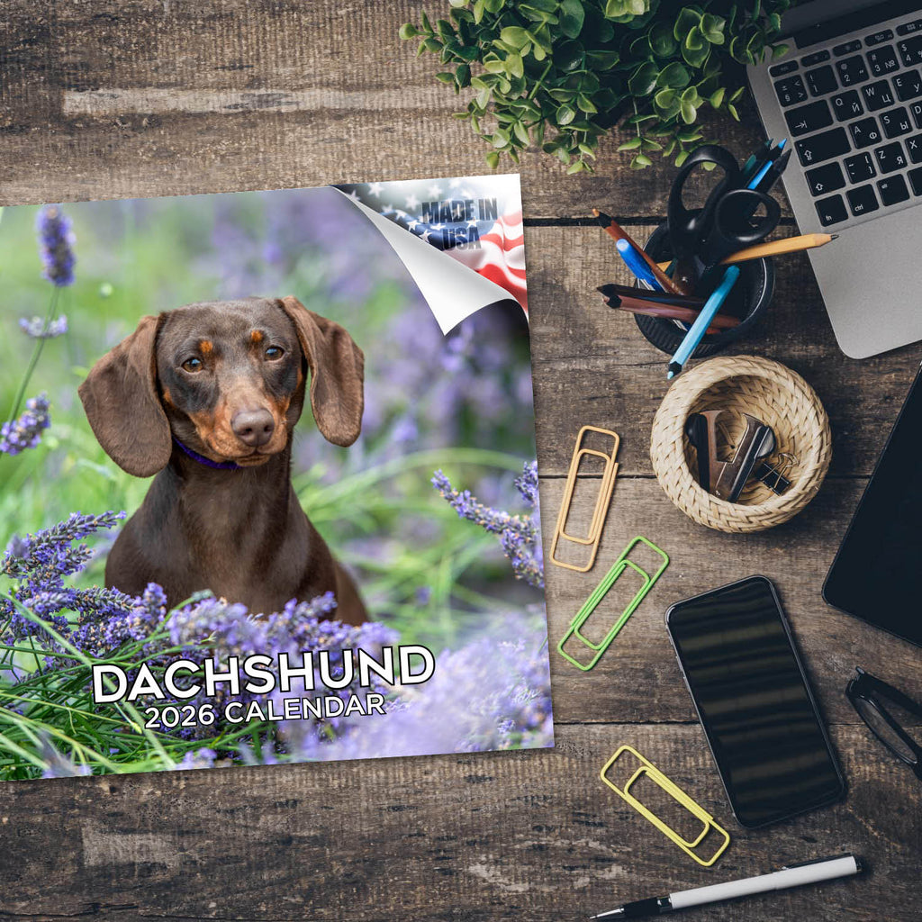 Dachshund Wall Calendar 2026