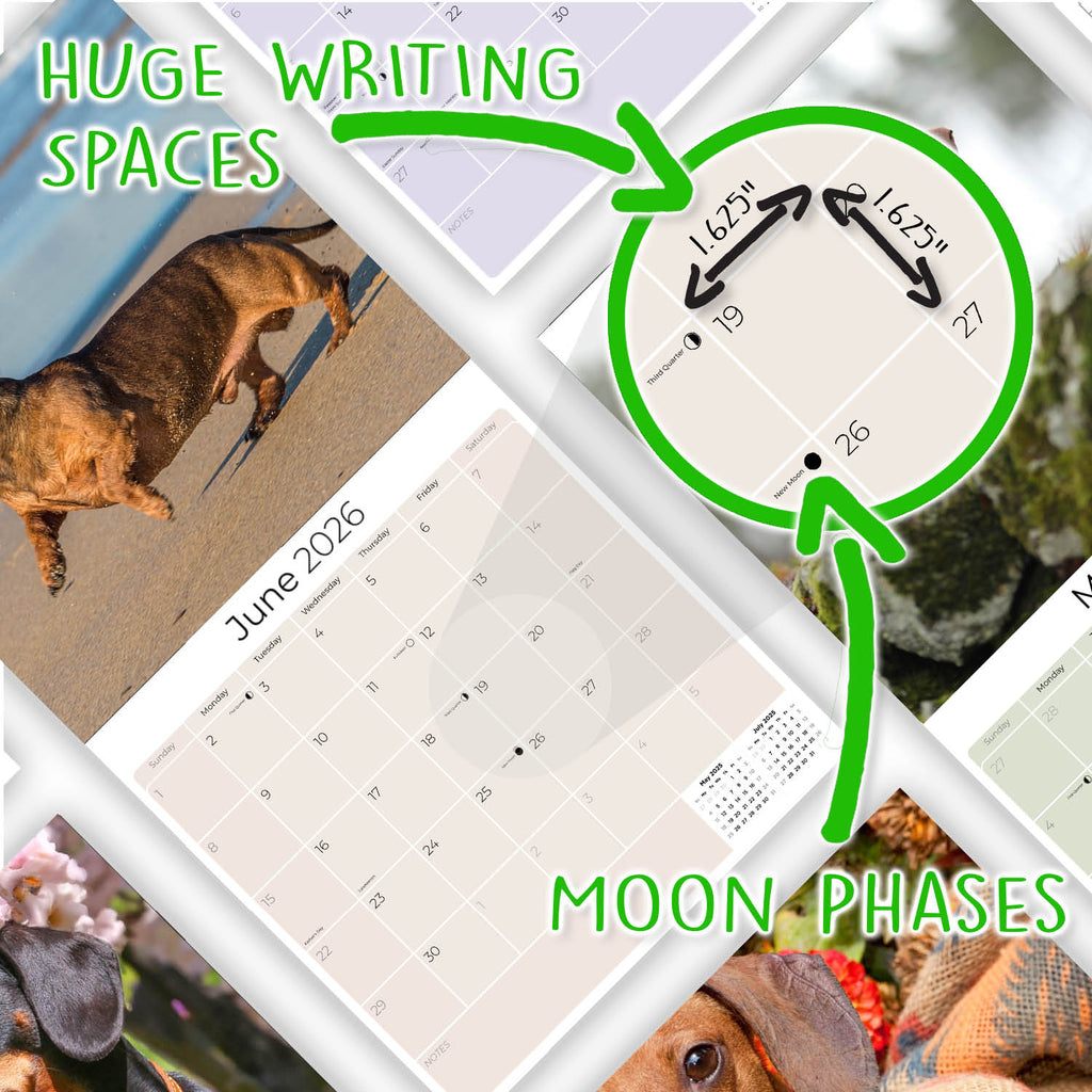 Dachshund Wall Calendar 2026