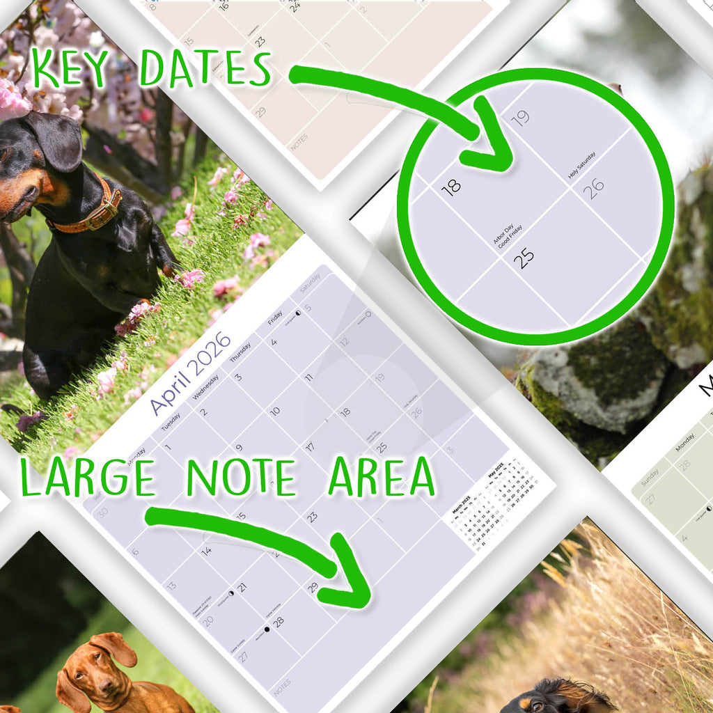 Dachshund Wall Calendar 2026