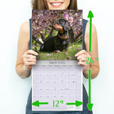 Dachshund Wall Calendar 2026