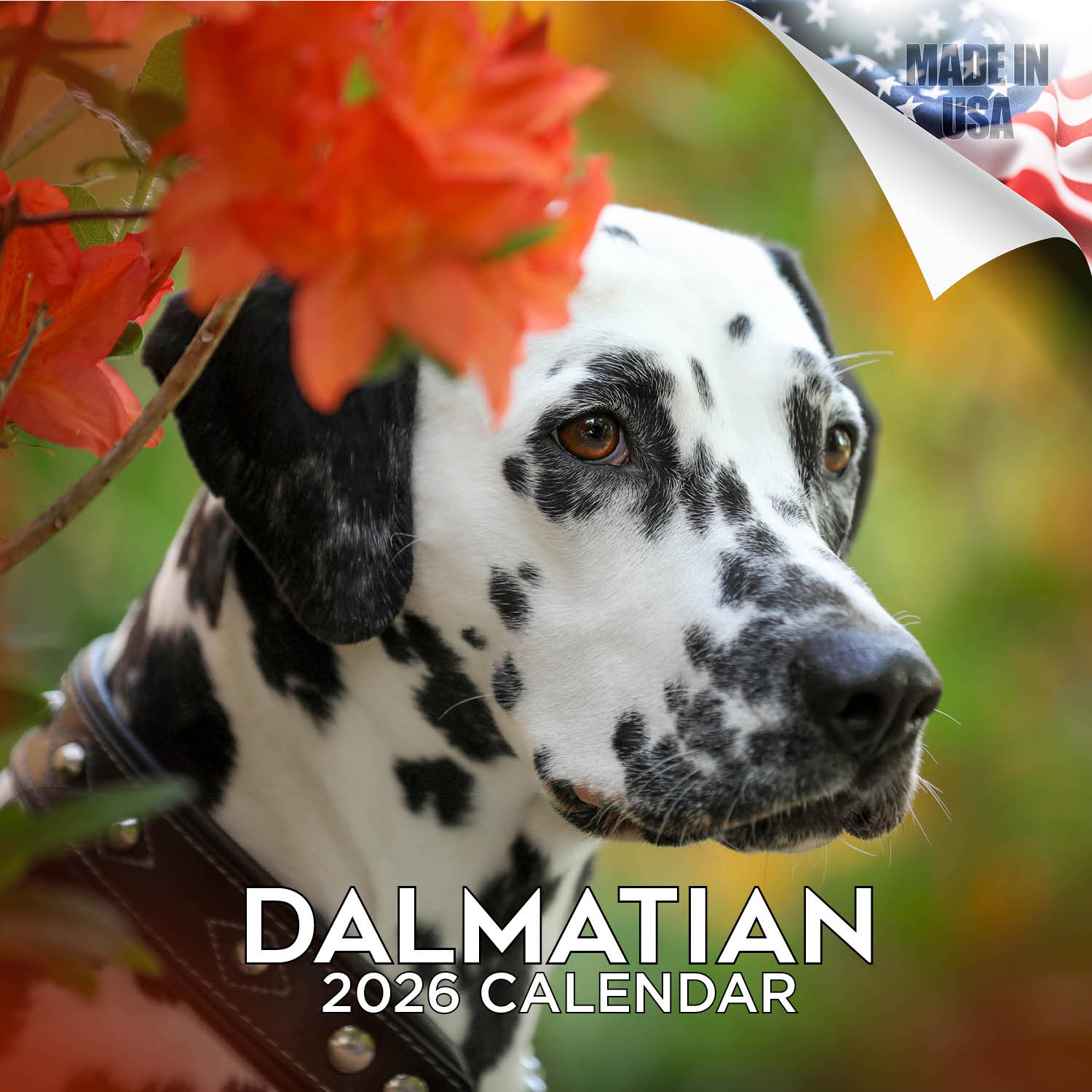 Dalmatian Wall Calendar 2026