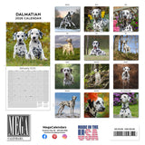 Dalmatian Wall Calendar 2026