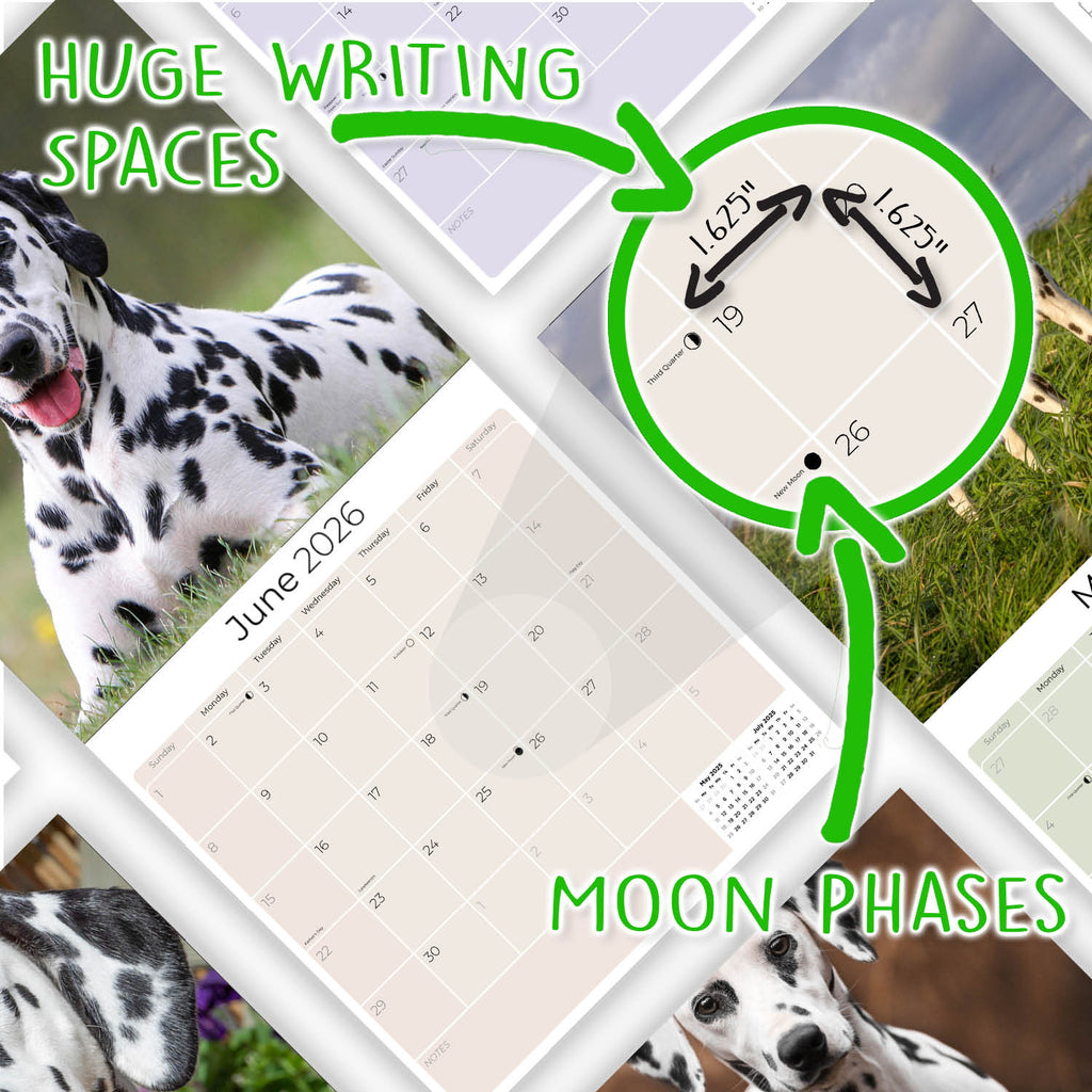Dalmatian Wall Calendar 2026