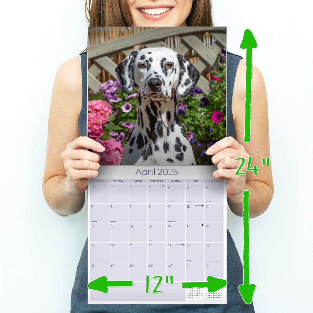 Dalmatian Wall Calendar 2026