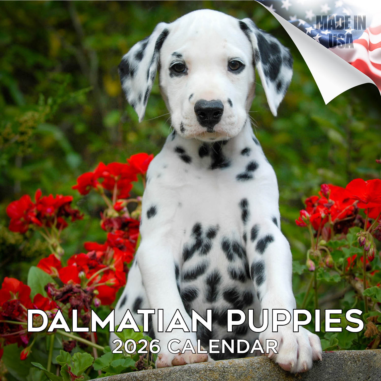 Dalmatian Puppies Wall Calendar 2026