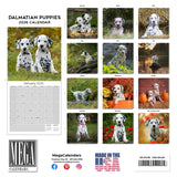 Dalmatian Puppies Wall Calendar 2026