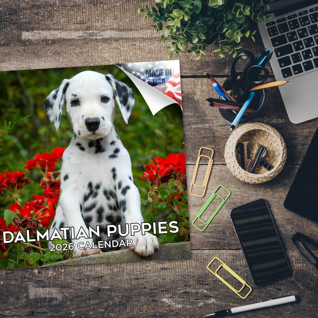 Dalmatian Puppies Wall Calendar 2026
