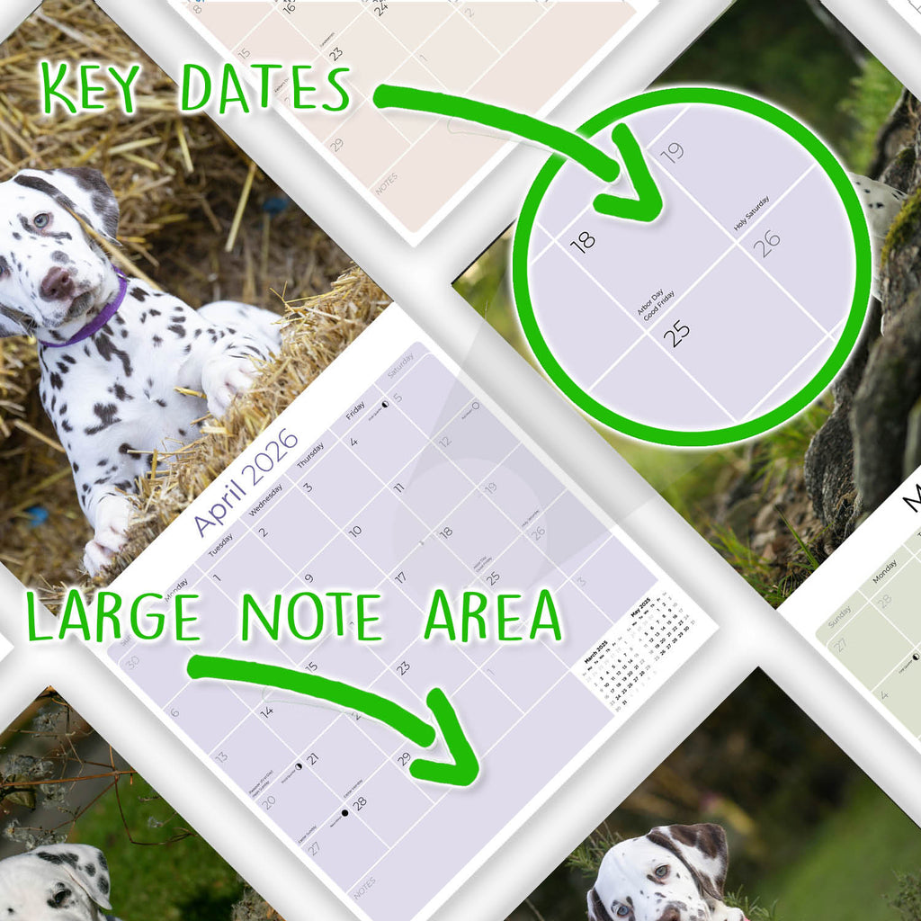 Dalmatian Puppies Wall Calendar 2026