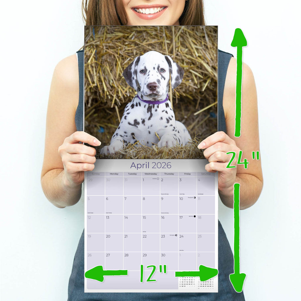 Dalmatian Puppies Wall Calendar 2026