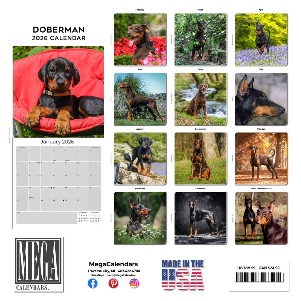 Doberman (US) Wall Calendar 2026