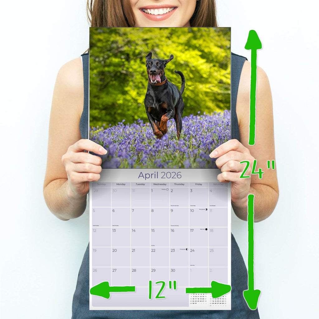 Doberman (US) Wall Calendar 2026