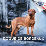 Dogue de Bordeaux Wall Calendar 2026