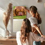 Dogue de Bordeaux Wall Calendar 2026
