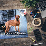 Dogue de Bordeaux Wall Calendar 2026