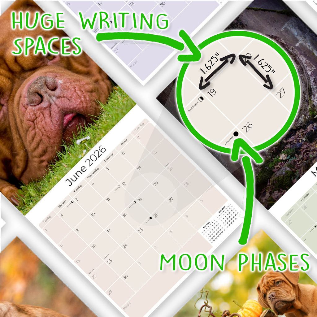Dogue de Bordeaux Wall Calendar 2026